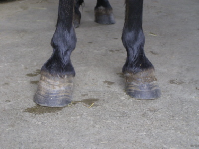 Stellungsfehler beim Pferd1