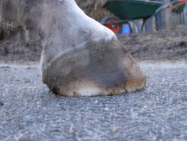 Schöne Hufe