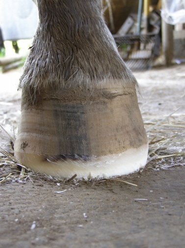 Schöne Hufe