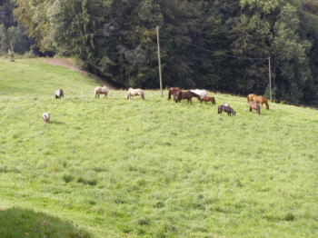 Altersweide Engelberg in Bösingen