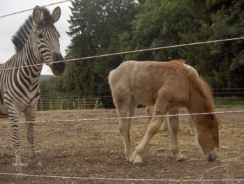 Zebra und Fohlen