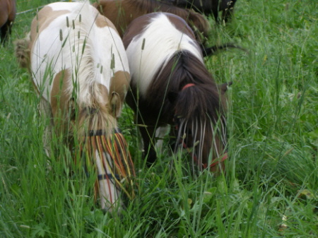 auch die Shetties geniessen es...