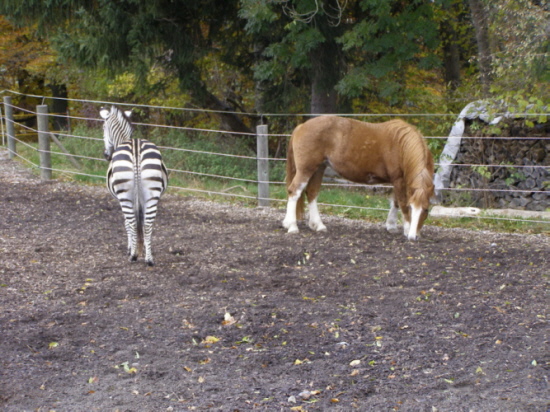 Zebra und Pferd - problemlos...