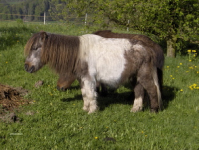 Pferd mit Cushing-Syndrom