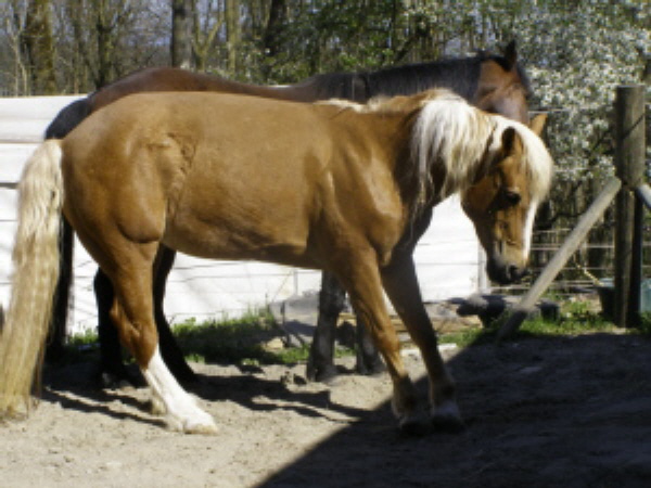 Pferd mit akuter Hufrehe
