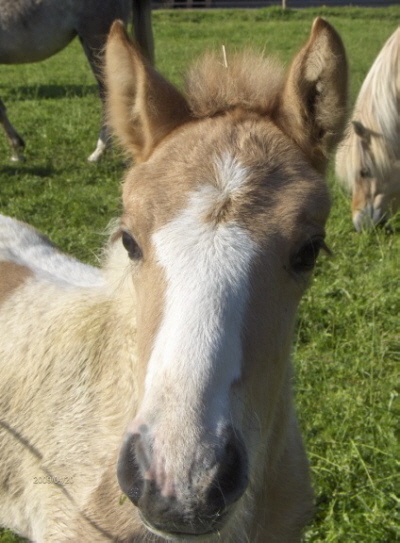 Neugieriges Fohlen