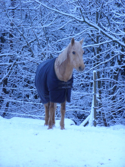 Pferd im Schnee