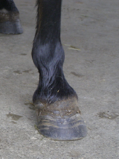 Stellungsfehler beim Pferd4