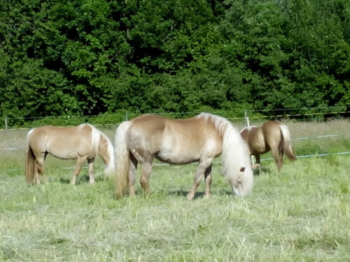 Haflinger unter sich